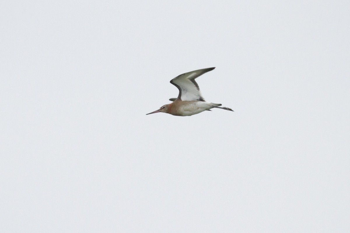 Black-tailed Godwit - ML608854145