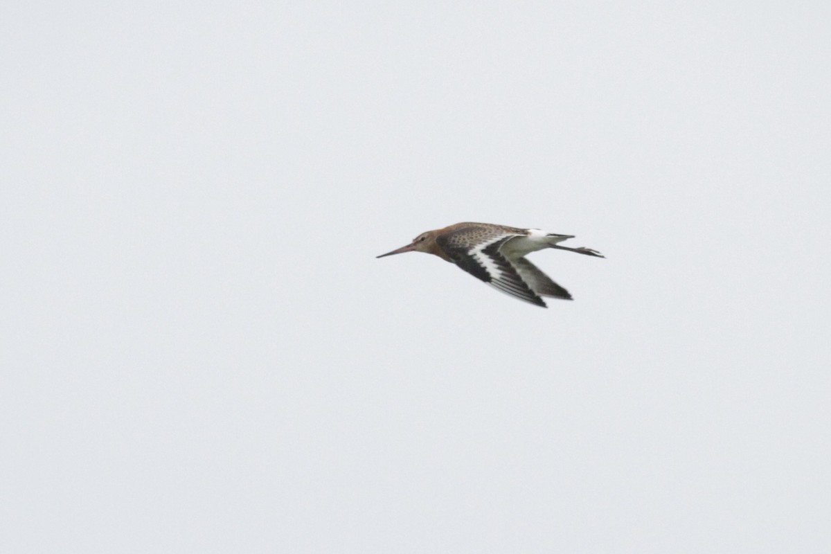 Black-tailed Godwit - ML608854146