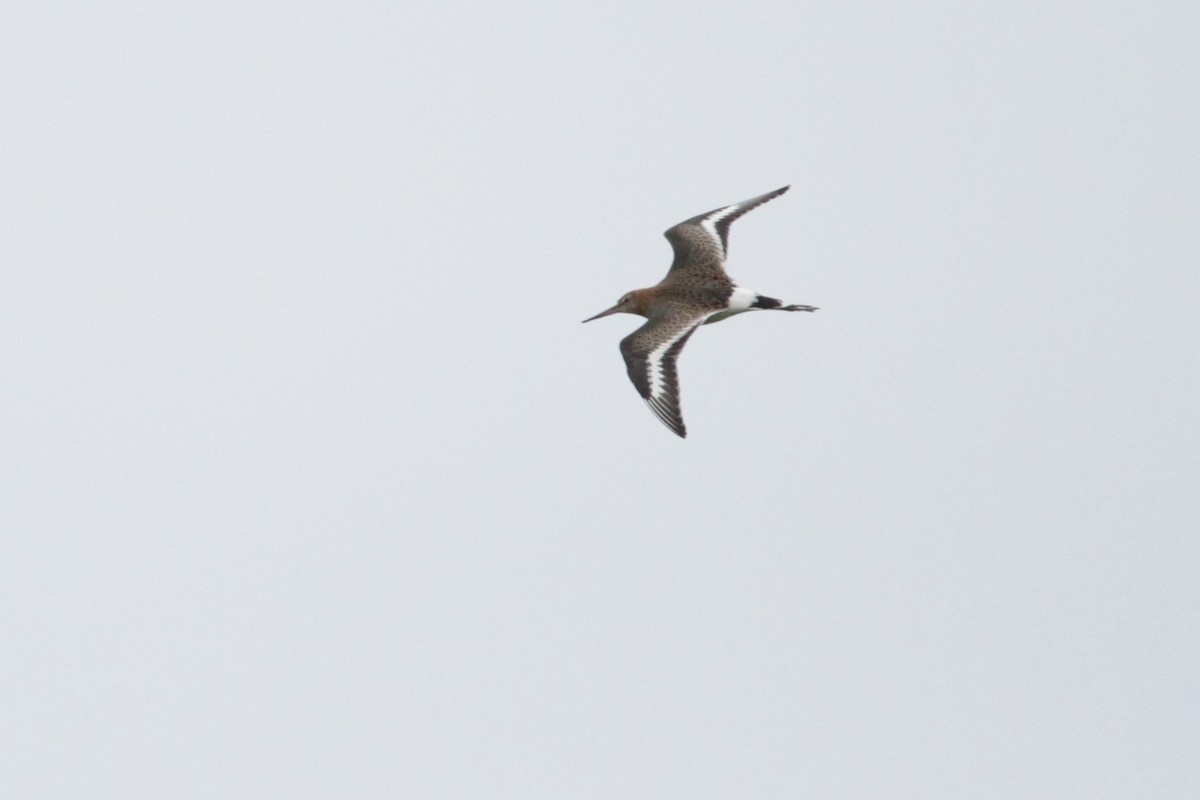 Black-tailed Godwit - ML608854147