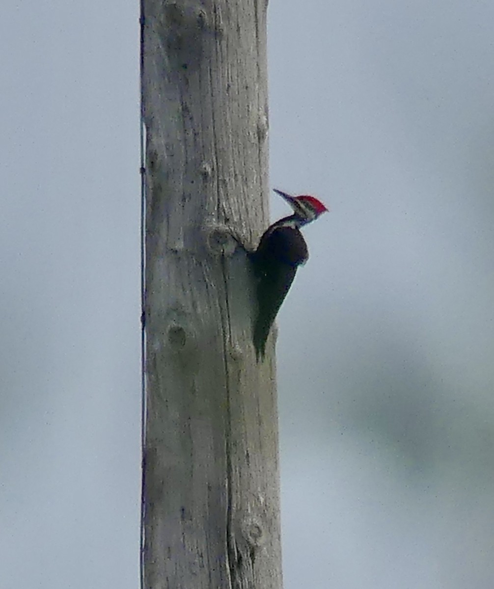 Pileated Woodpecker - ML608854173