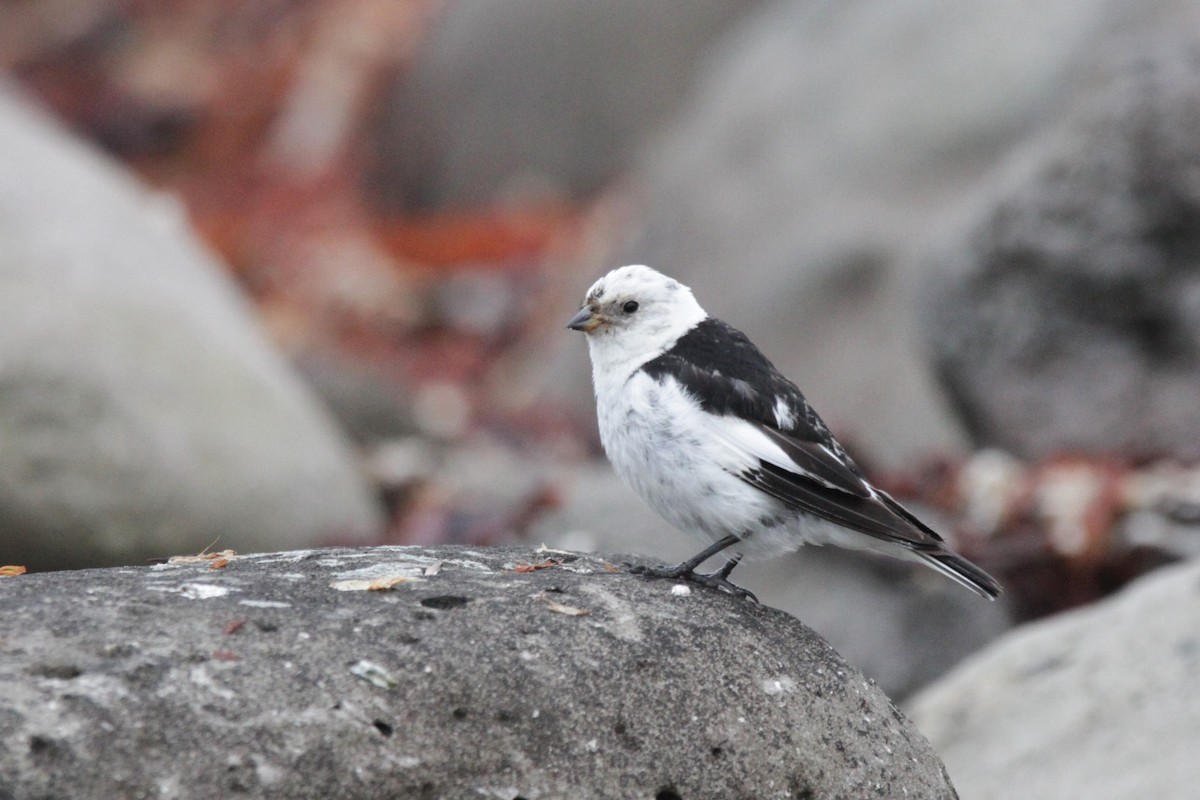 Snow Bunting - ML608854196