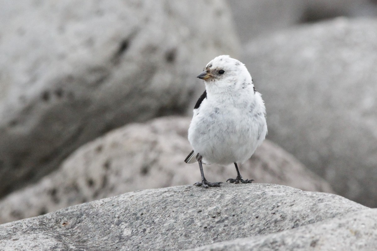 Snow Bunting - ML608854198