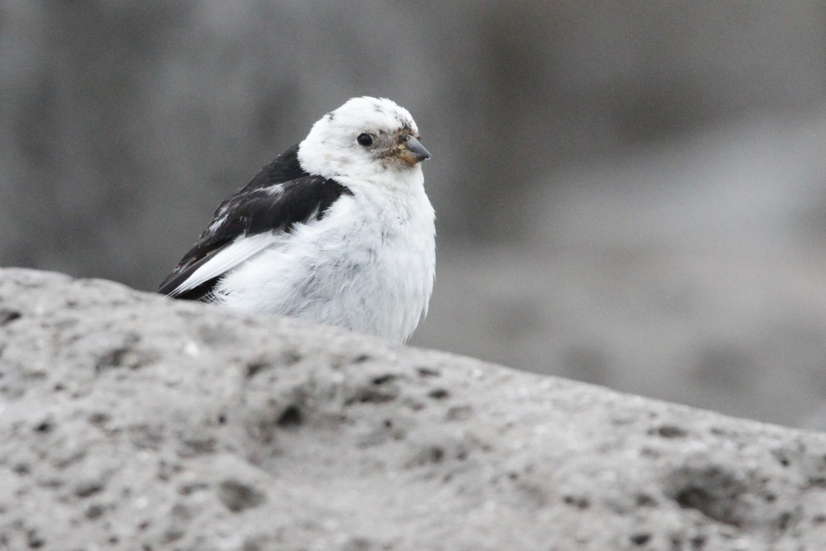 Snow Bunting - ML608854199