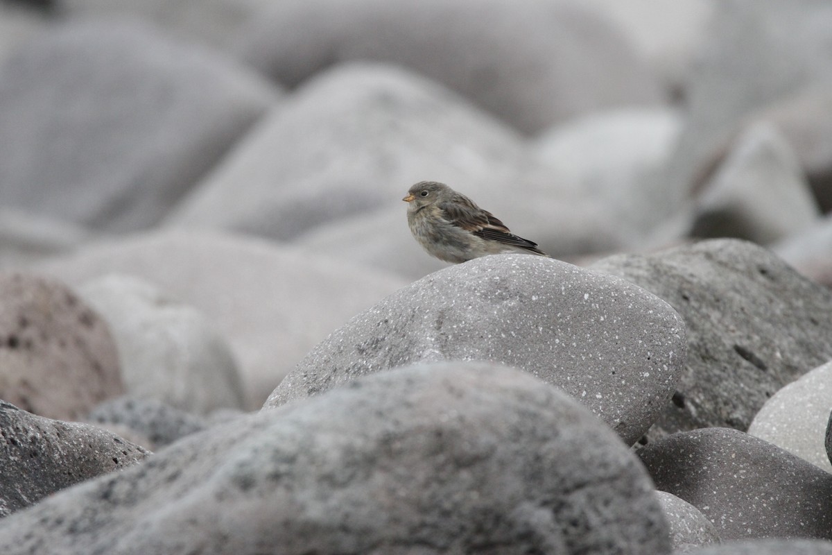 Snow Bunting - ML608854204