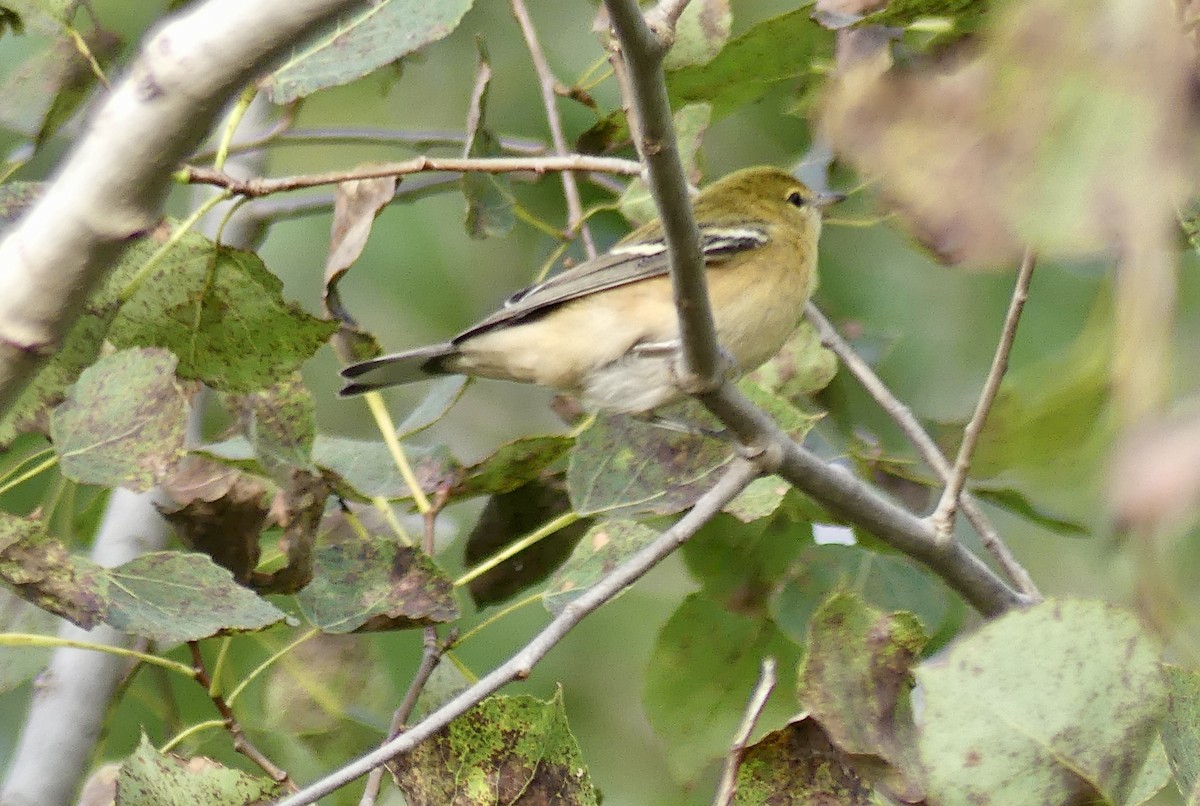 Bay-breasted Warbler - ML608854232