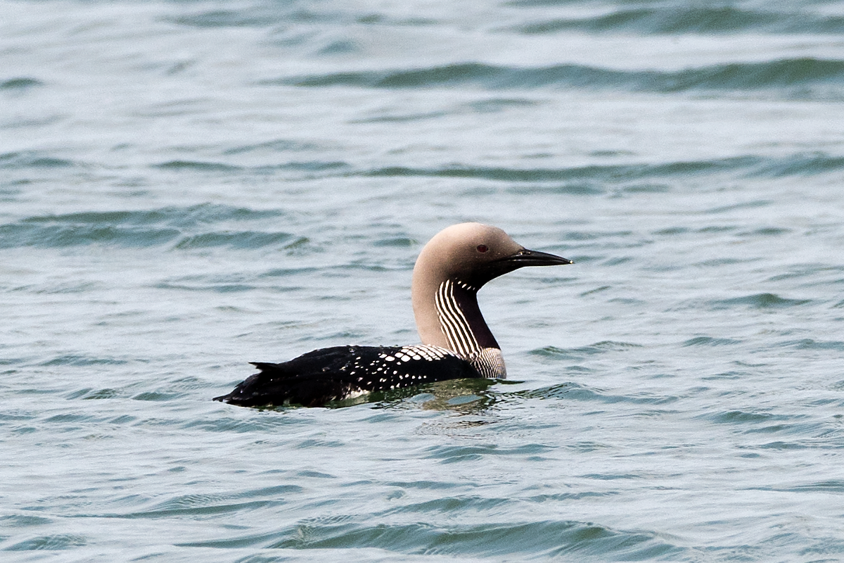 Arctic Loon - ML60885431