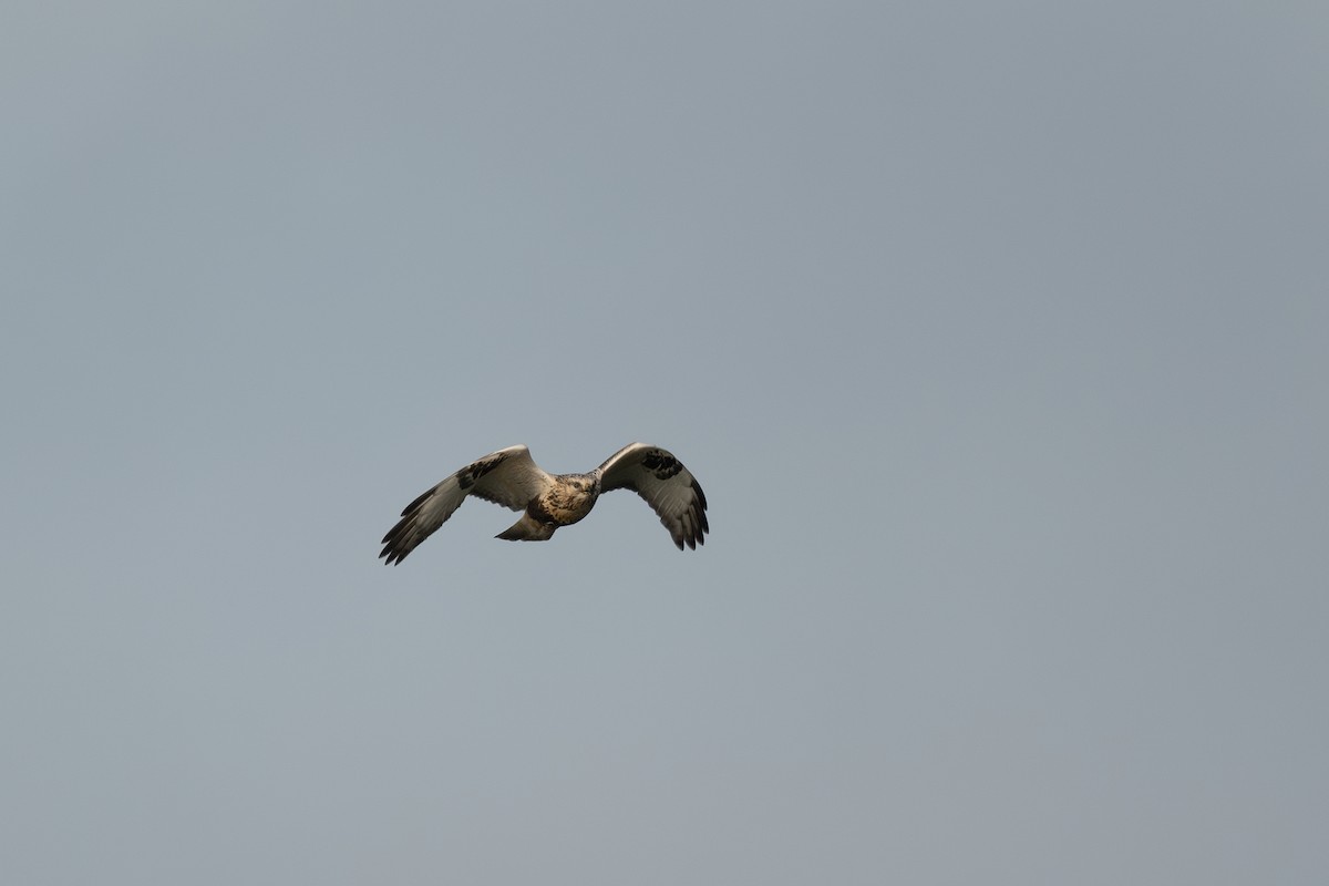 Rough-legged Hawk - ML608854378