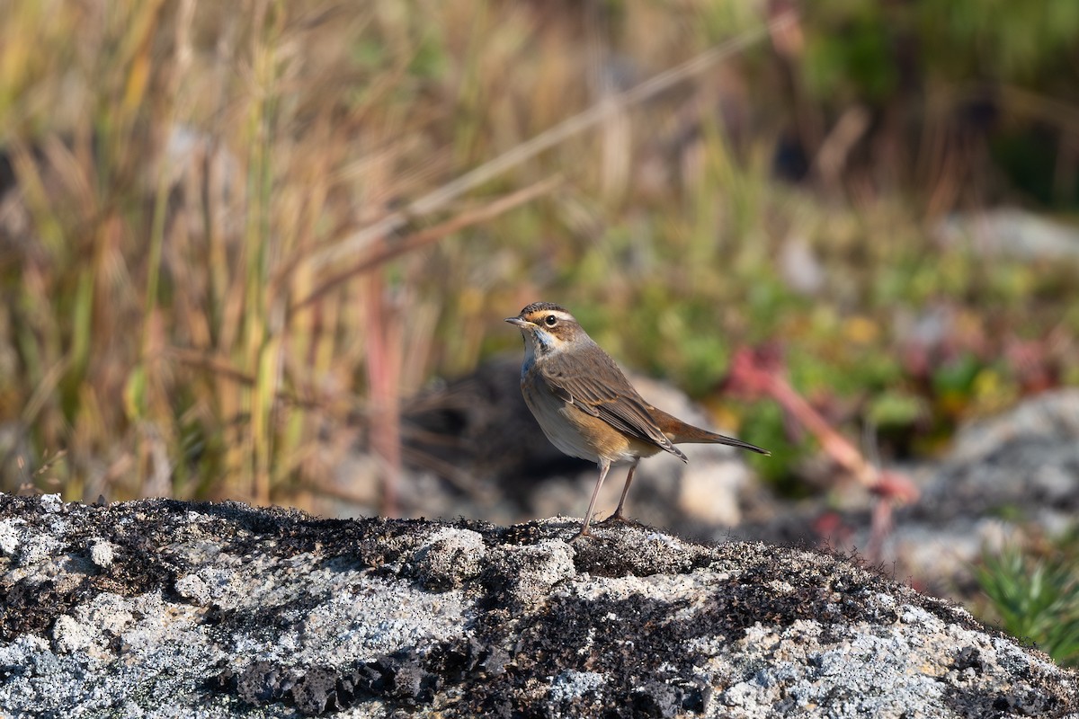 Bluethroat - Steve Heinl