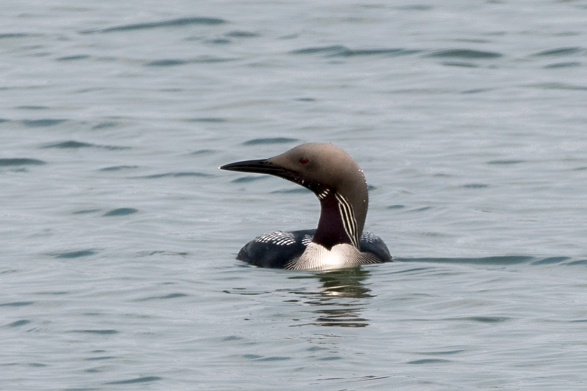 Arctic Loon - ML60885441