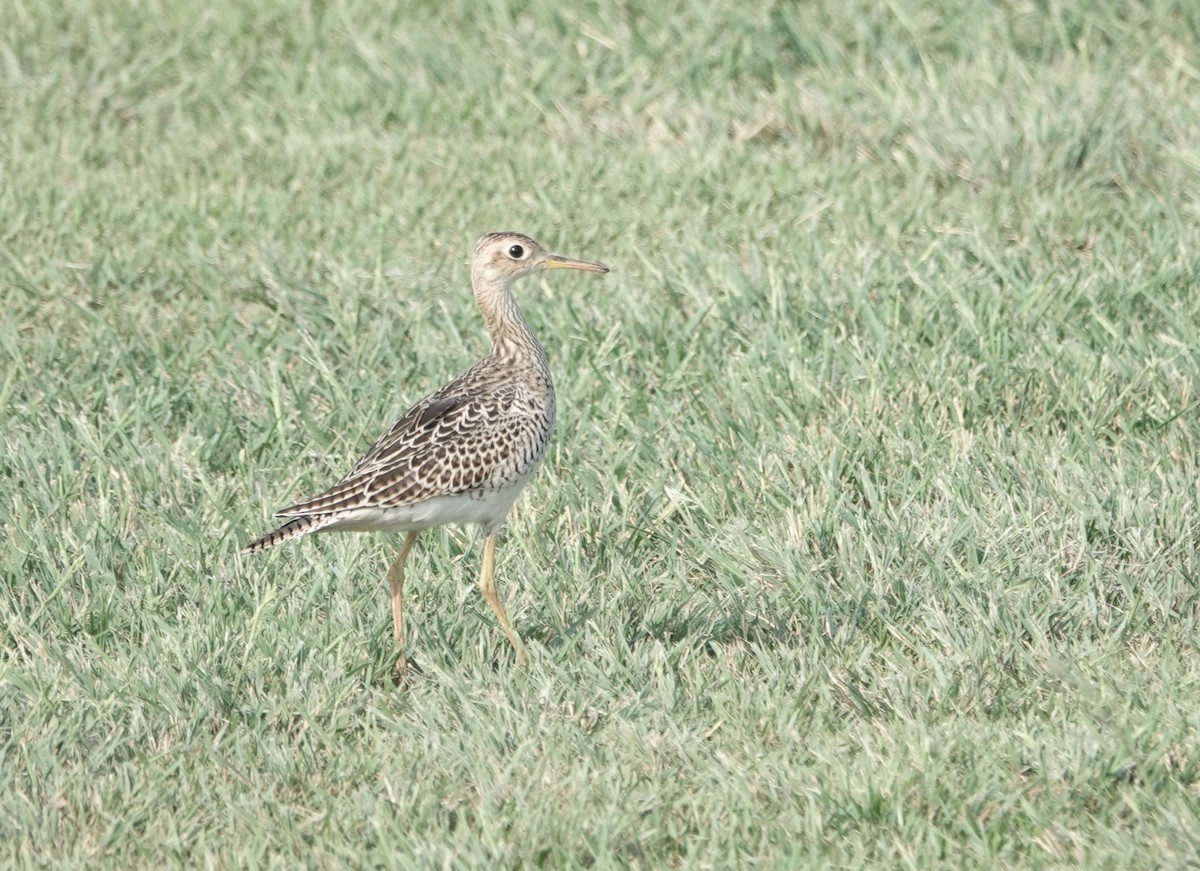 Upland Sandpiper - ML608854452