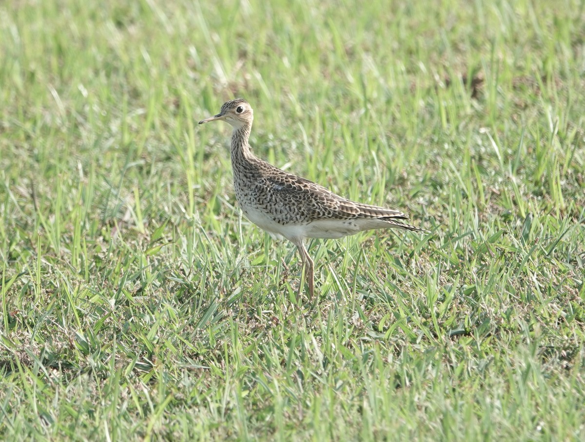 Upland Sandpiper - ML608854453