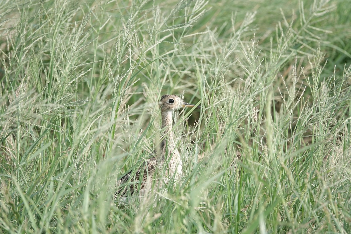 Upland Sandpiper - ML608854455