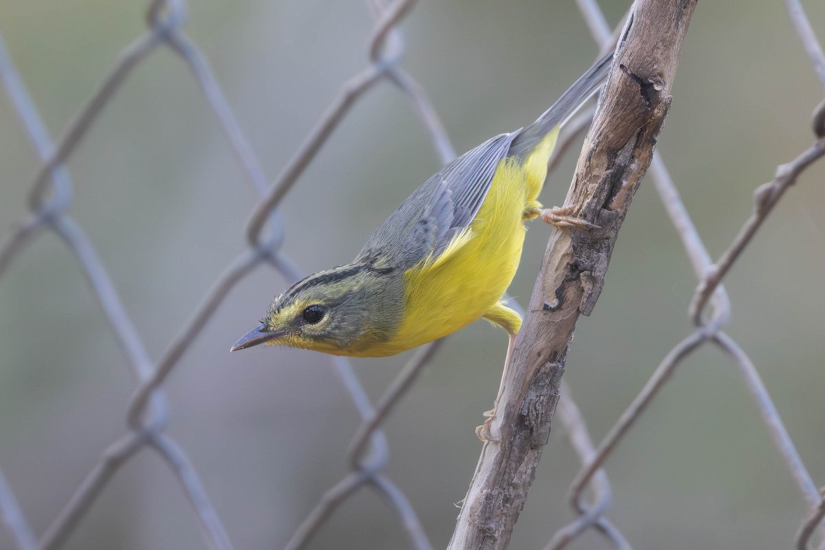 Golden-crowned Warbler - ML608854497