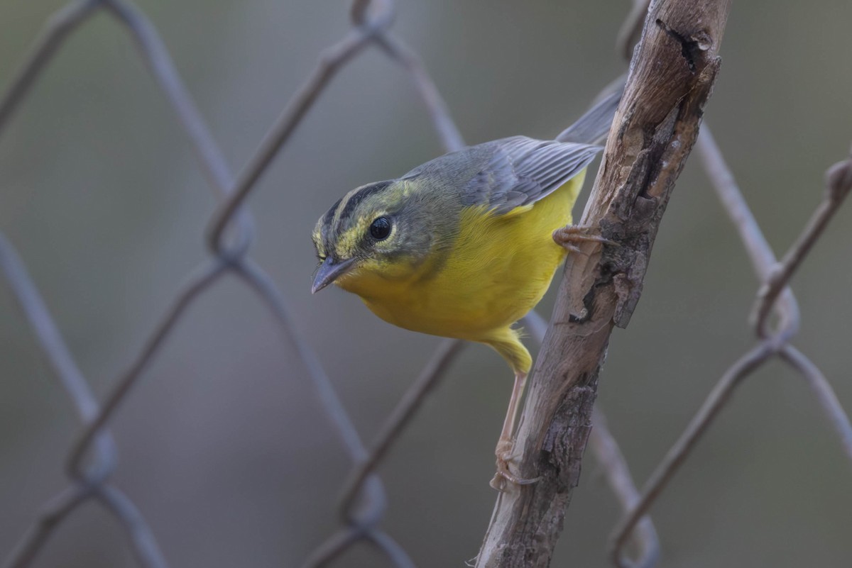 Golden-crowned Warbler - ML608854499