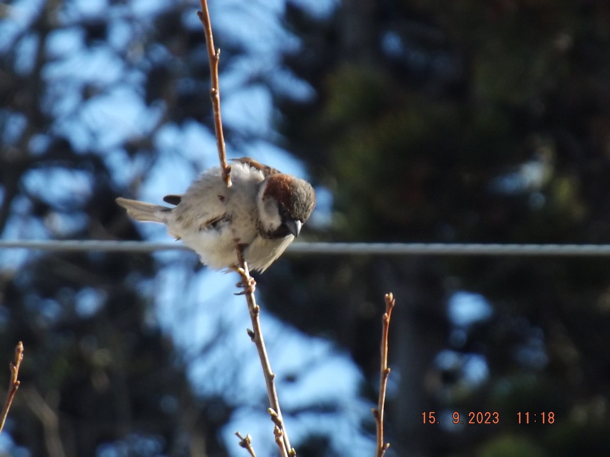 House Sparrow - ML608854597