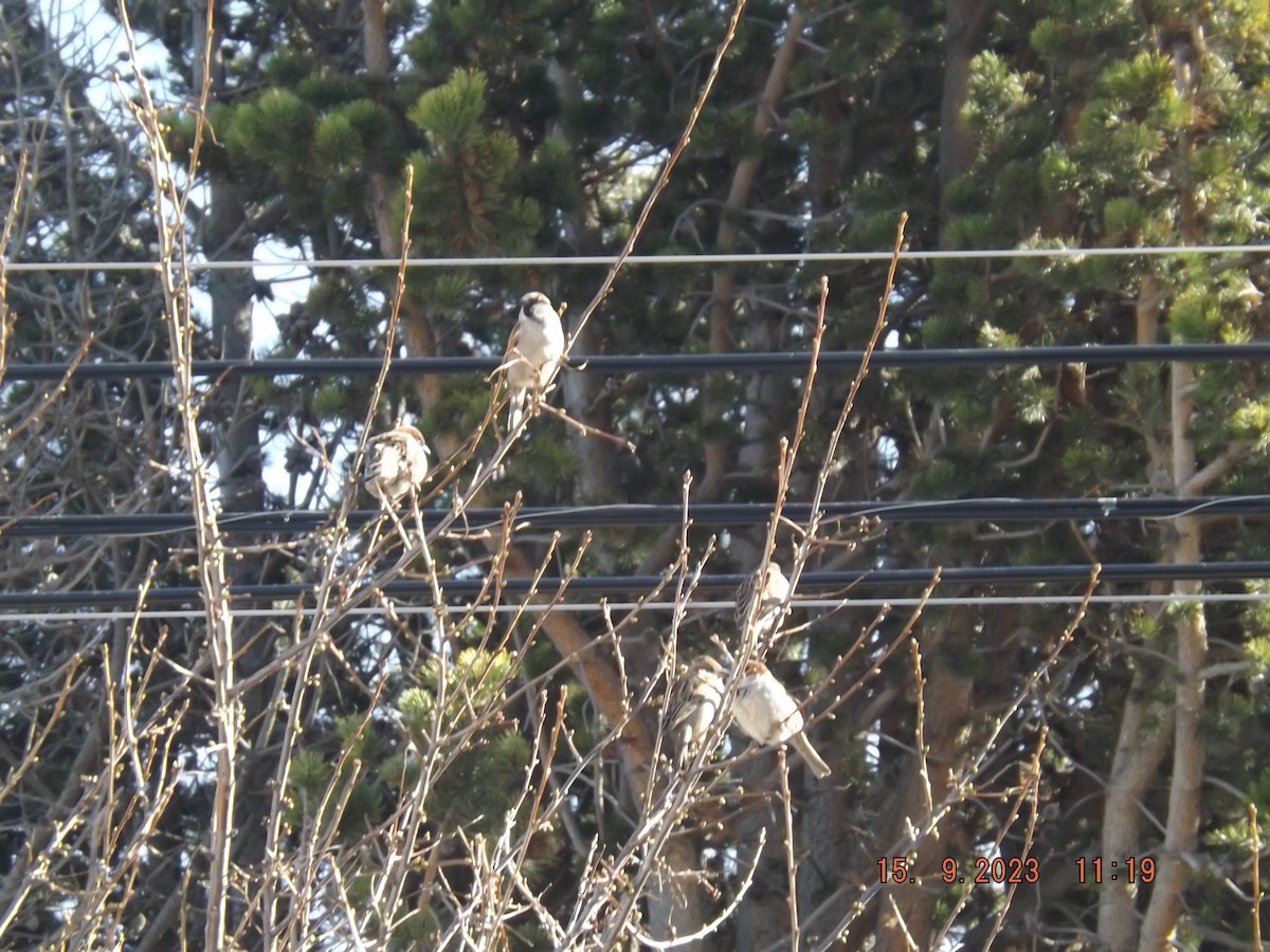 House Sparrow - ML608854599