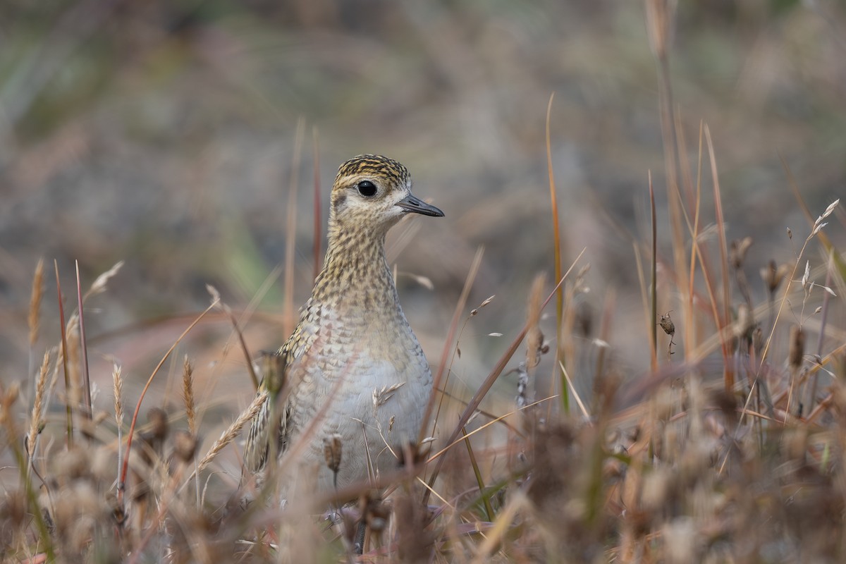 Pacific Golden-Plover - ML608854615