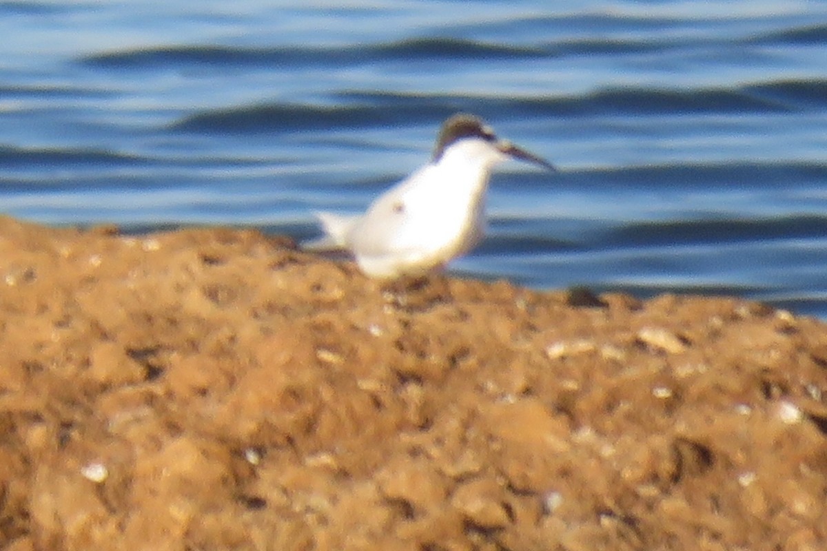 Little Tern - ML608854629