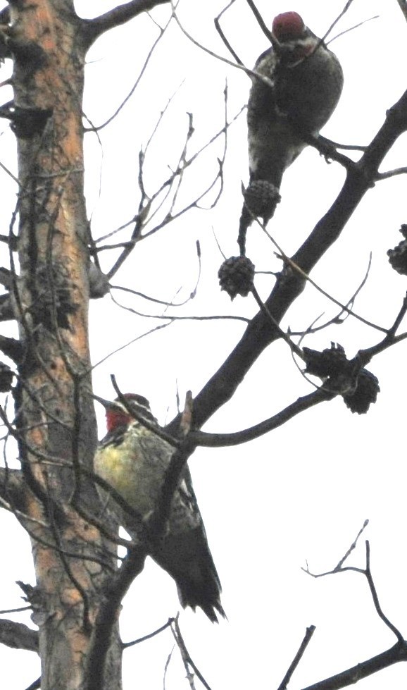 Red-naped Sapsucker - ML608854795