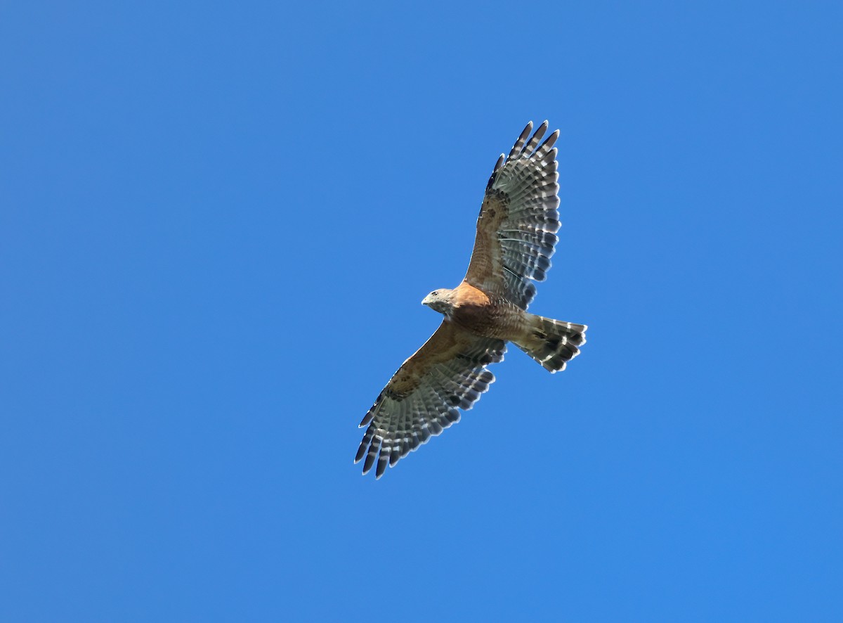 Red-shouldered Hawk - ML608854829