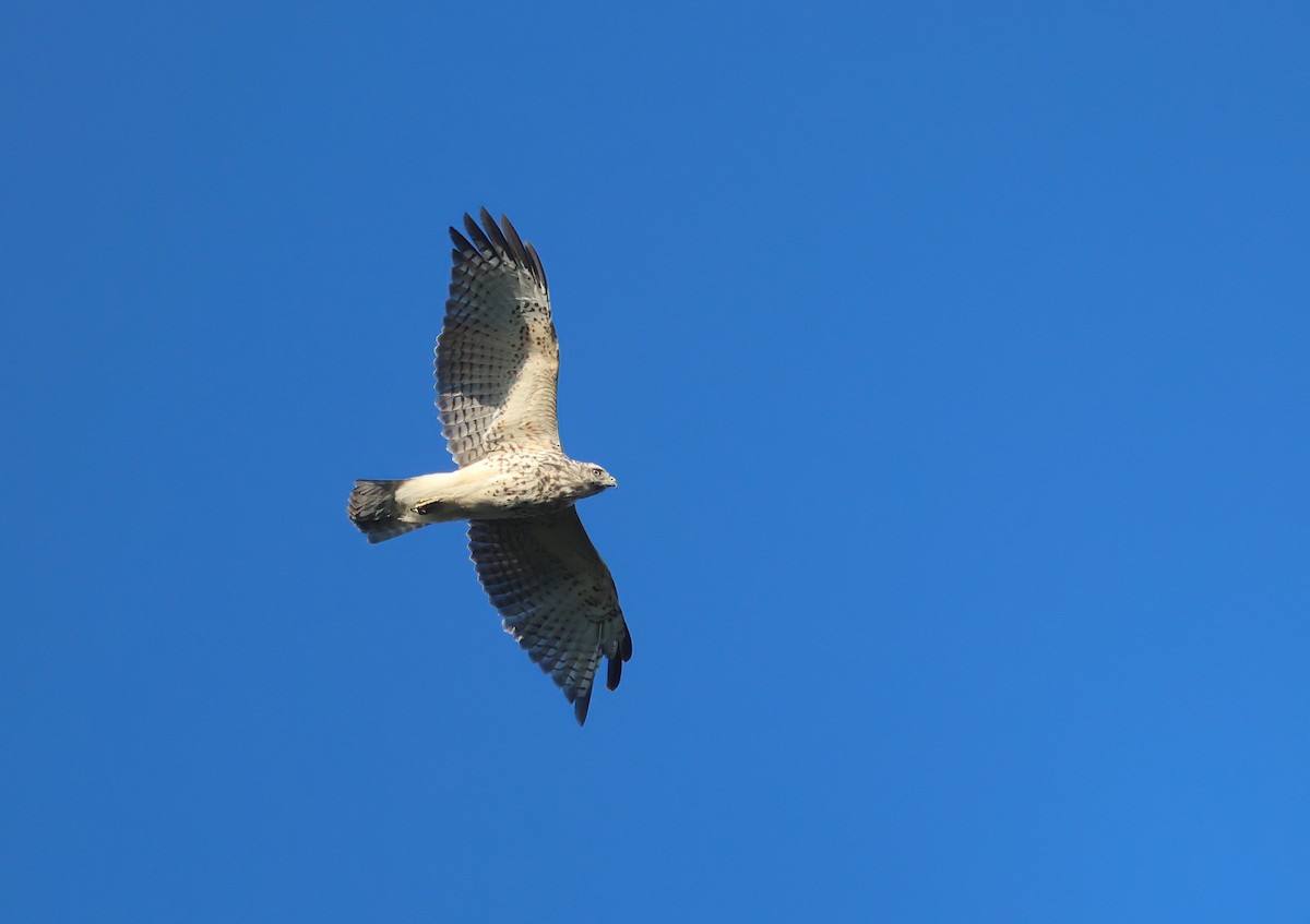 Red-shouldered Hawk - ML608854830