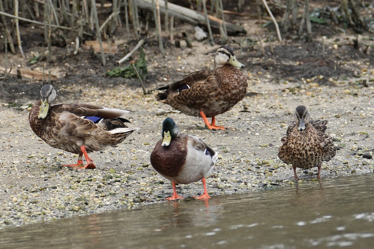 Mallard - ML608854865