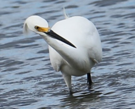 Snowy Egret - ML608854881