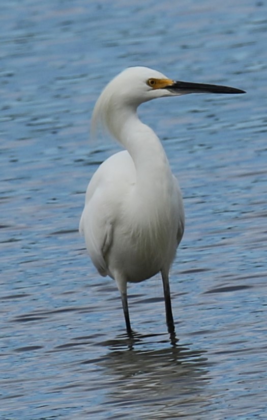 Snowy Egret - michael vedder