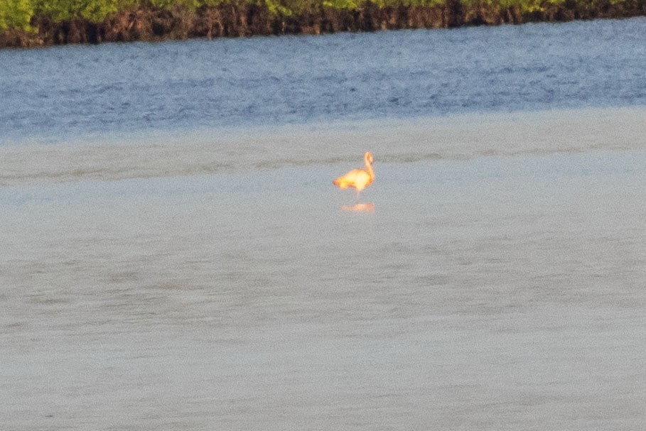 rødflamingo - ML608854918