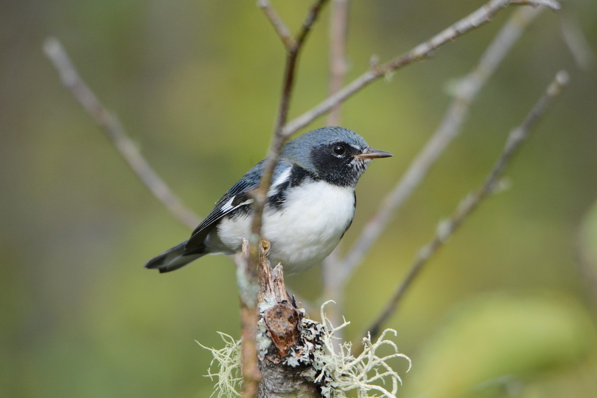 Black-throated Blue Warbler - ML608855008