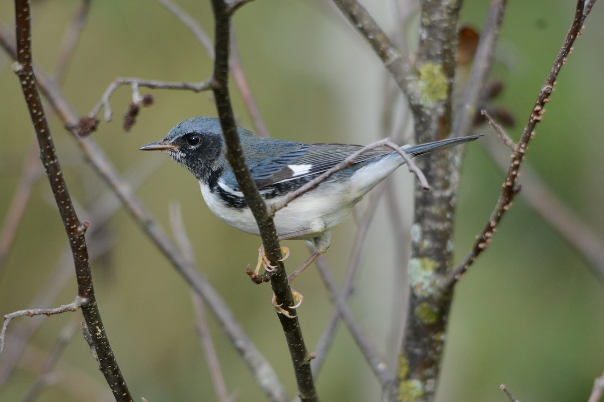 Black-throated Blue Warbler - ML608855010