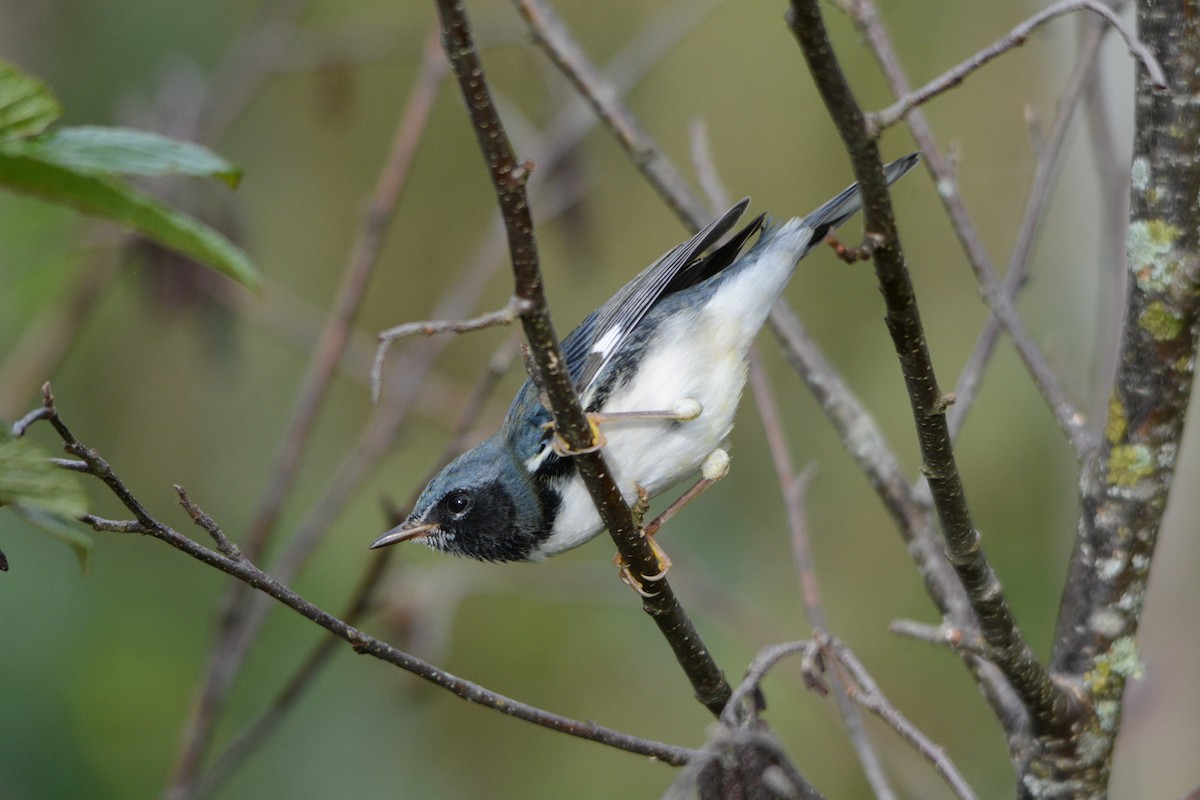 Black-throated Blue Warbler - ML608855011