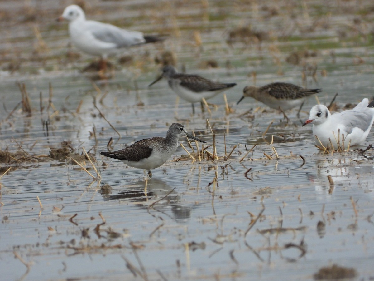 Common Greenshank - Dani Falomir