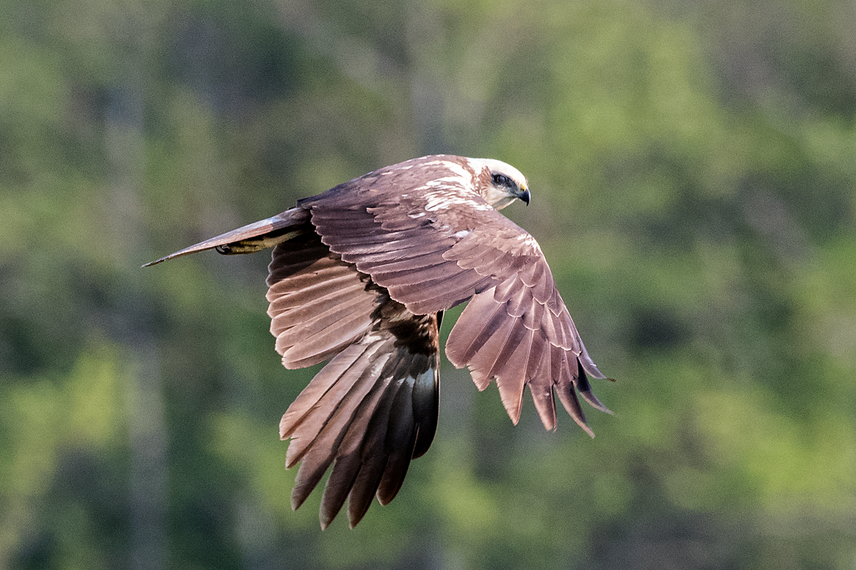 Western Marsh Harrier - ML60885511