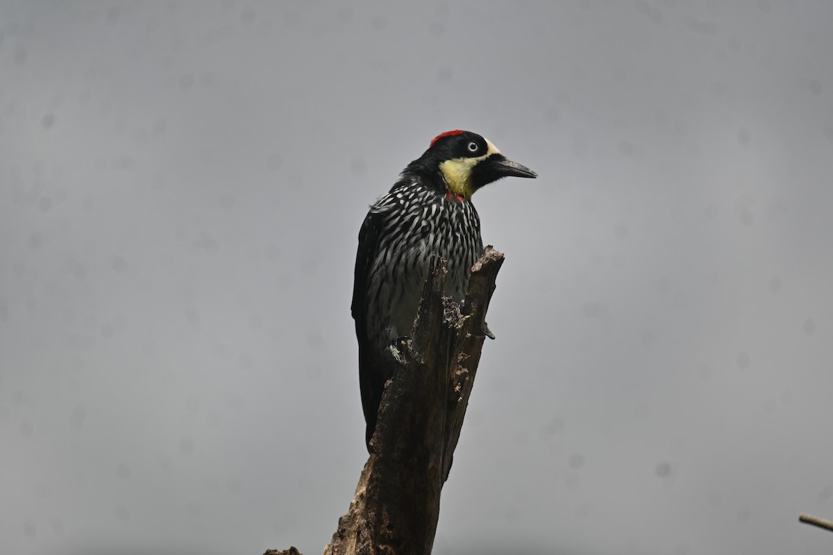 Acorn Woodpecker - ML608855125