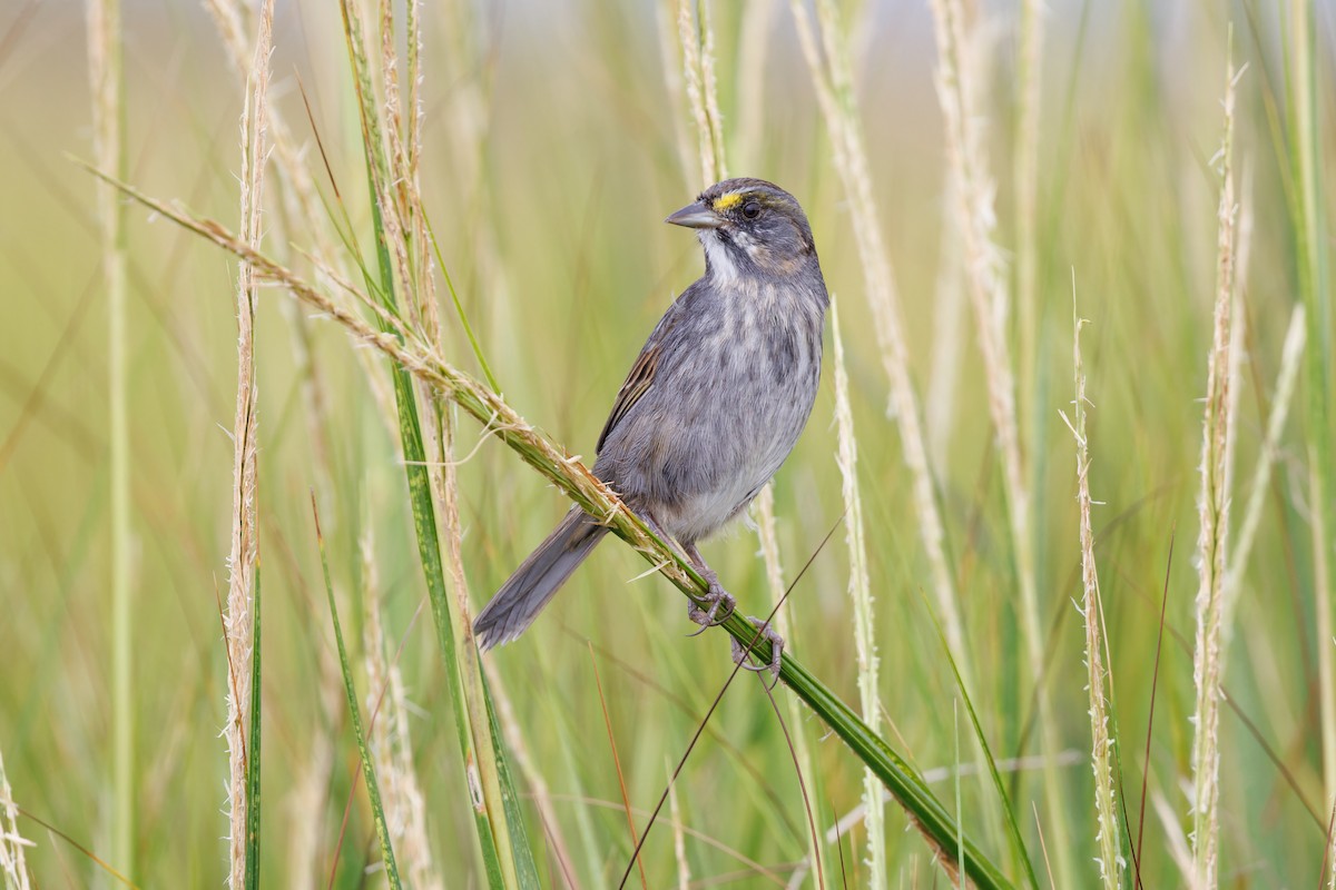 Seaside Sparrow - ML608855158