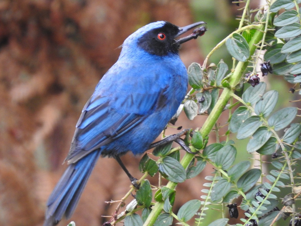 Masked Flowerpiercer - Nick Odio