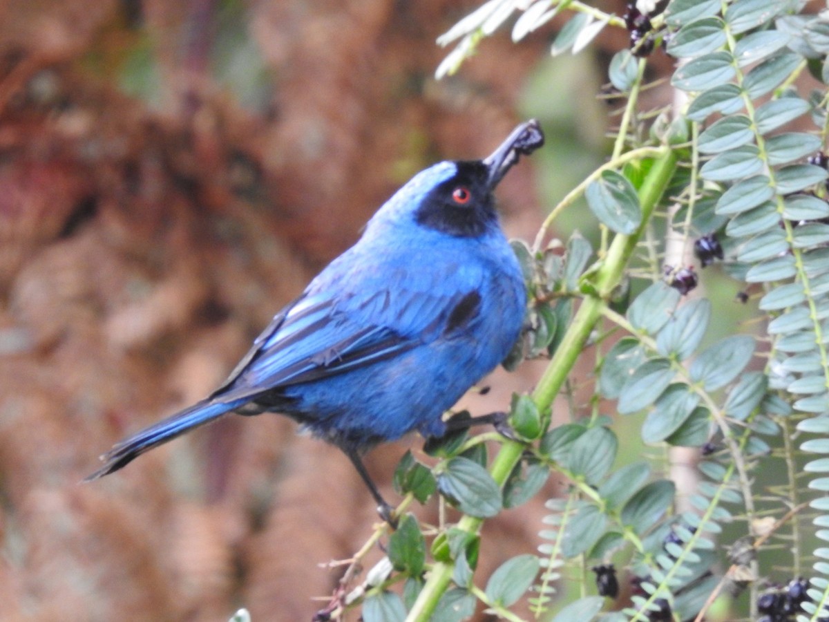 Masked Flowerpiercer - Nick Odio