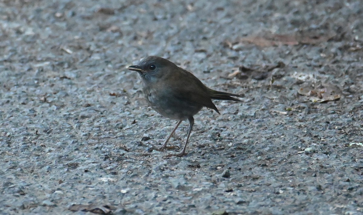 Black-billed Nightingale-Thrush - ML608855164