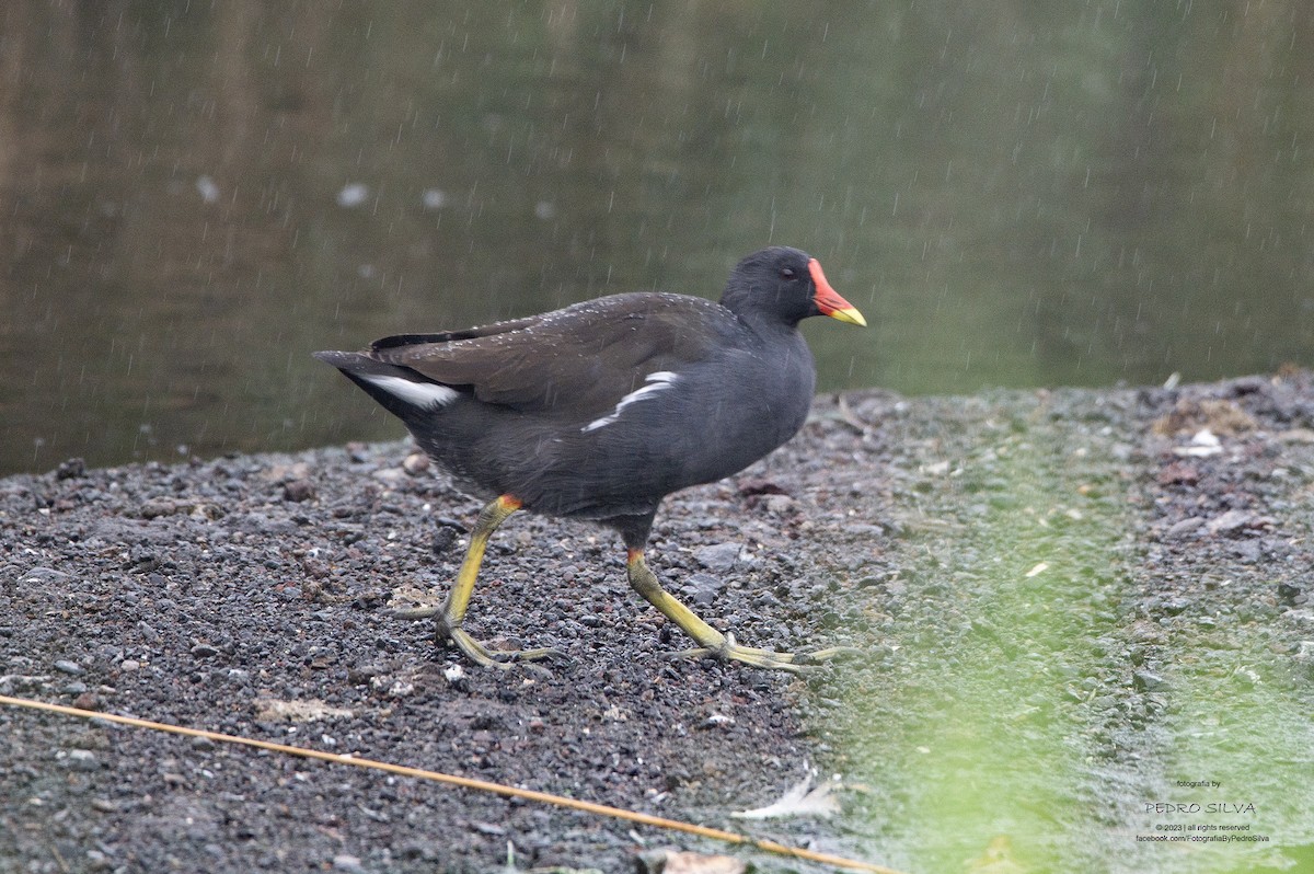 Gallinule poule-d'eau - ML608855165