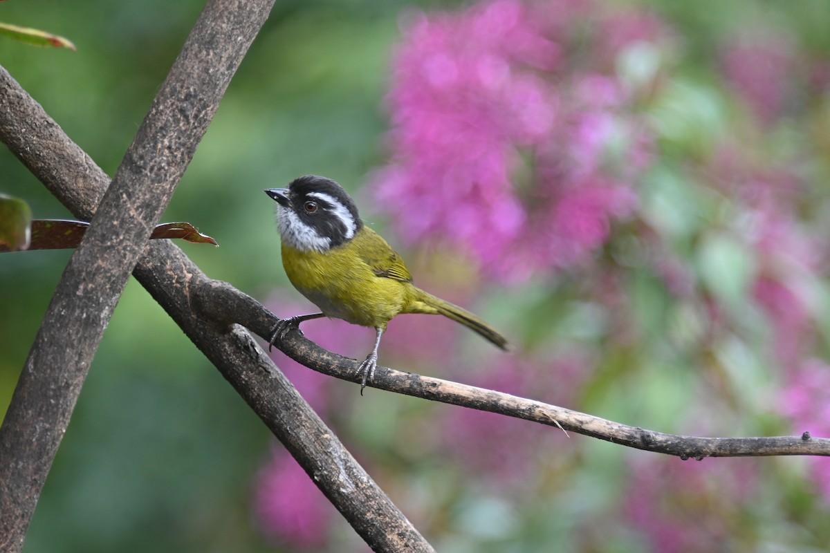 Sooty-capped Chlorospingus - ML608855172