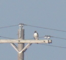 White-tailed Hawk - ML608855198