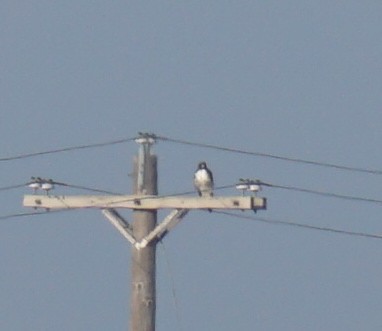 White-tailed Hawk - ML608855199