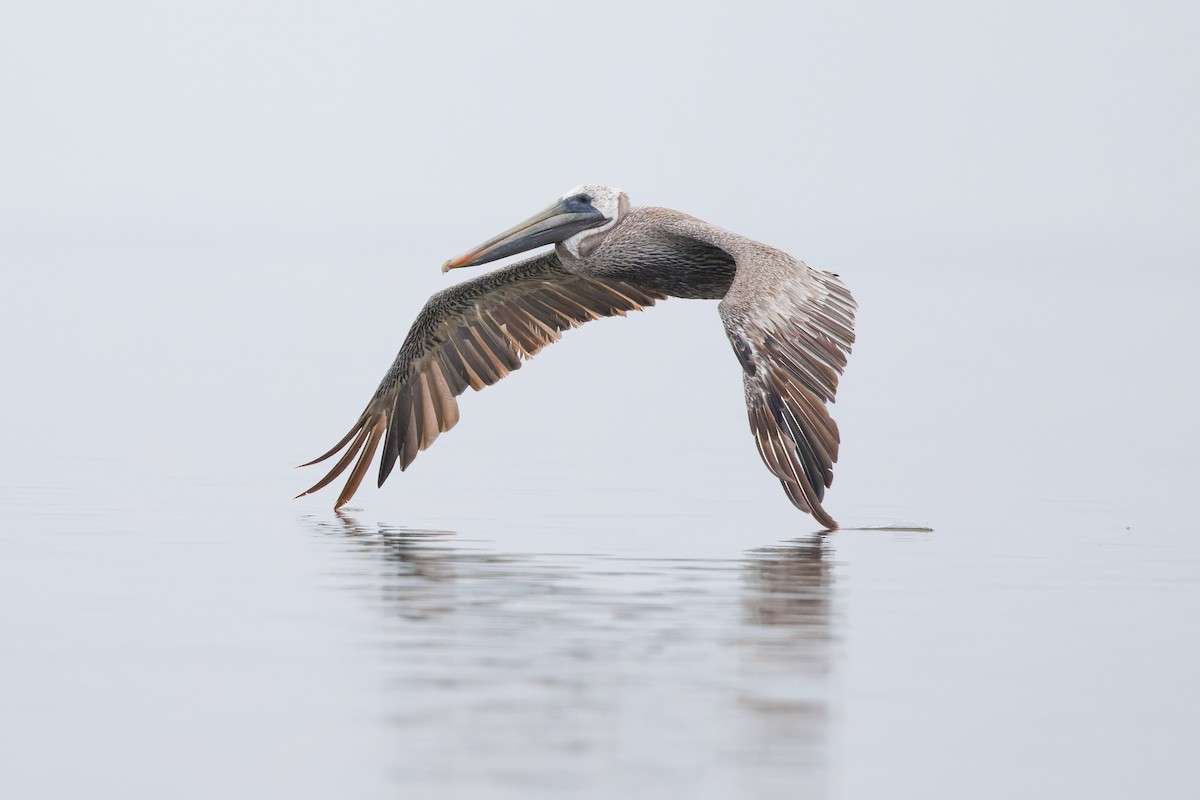 Brown Pelican - Michael Fogleman