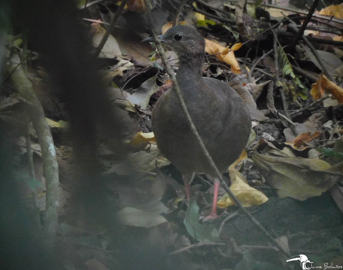 Tinamou à pieds rouges - ML608855313