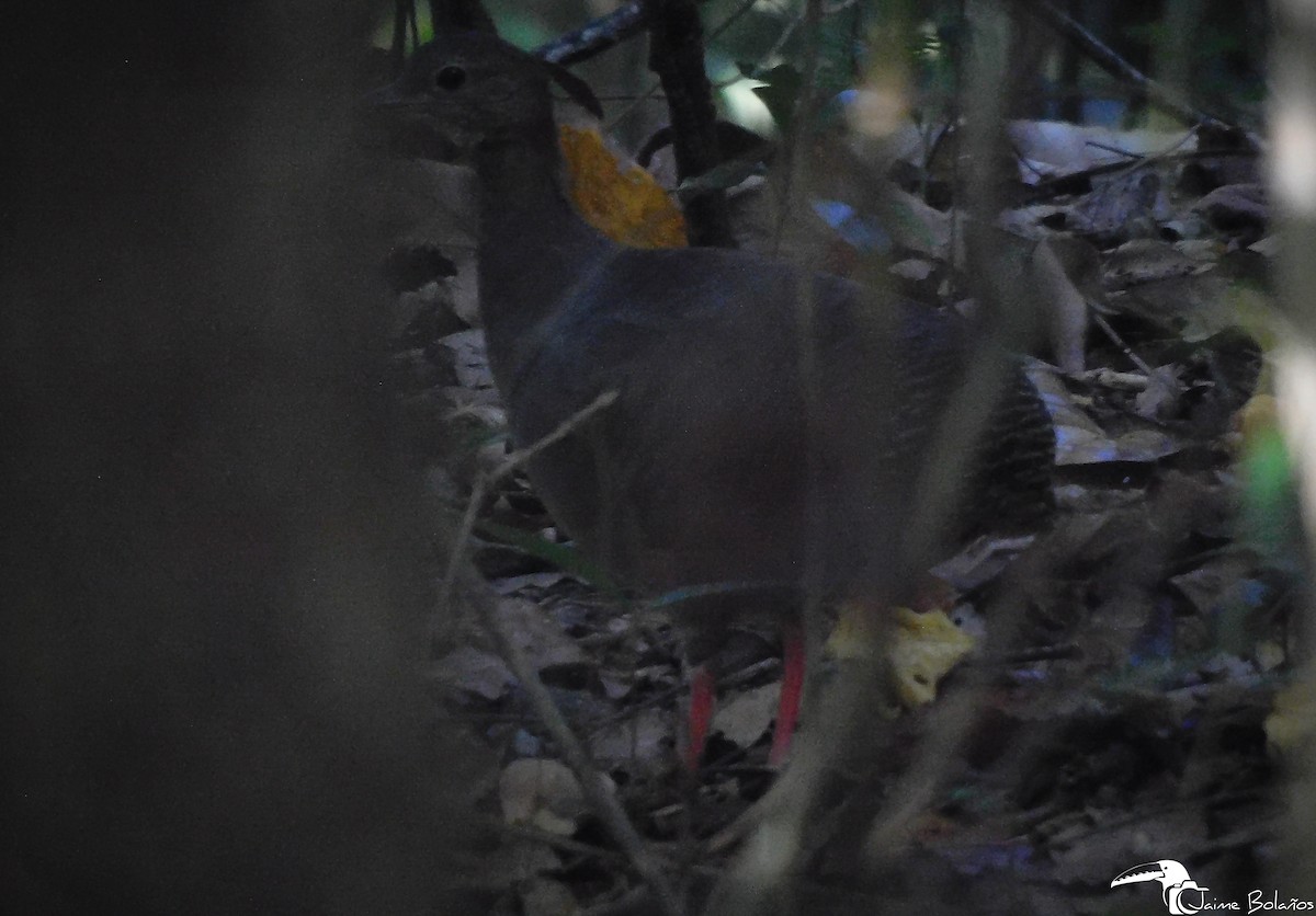 Tinamou à pieds rouges - ML608855314