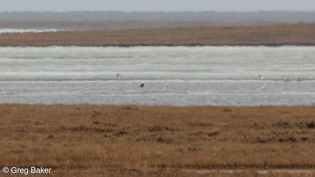 Slaty-backed Gull - ML608855326