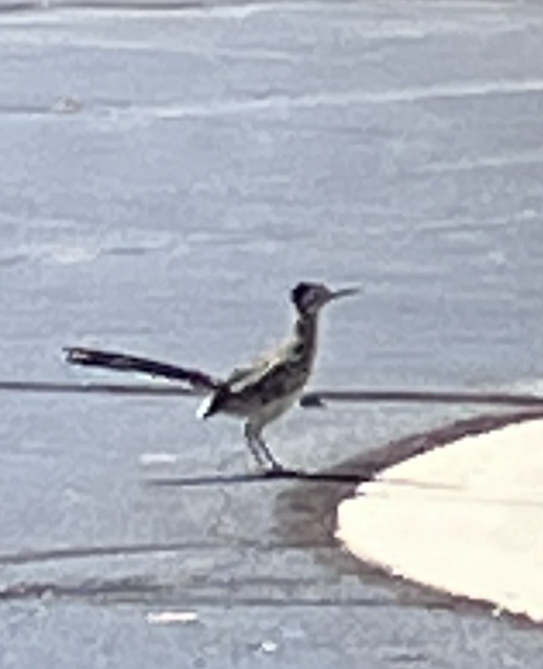 Greater Roadrunner - ML608855392