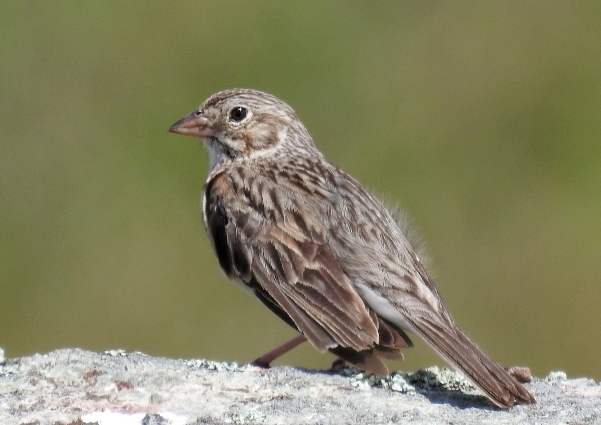 Vesper Sparrow - ML60885541