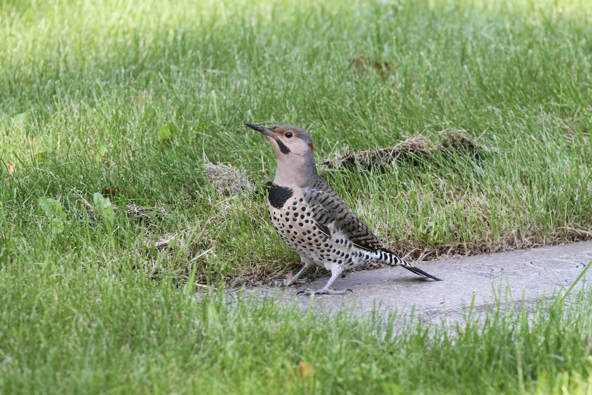 Northern Flicker - ML608855424